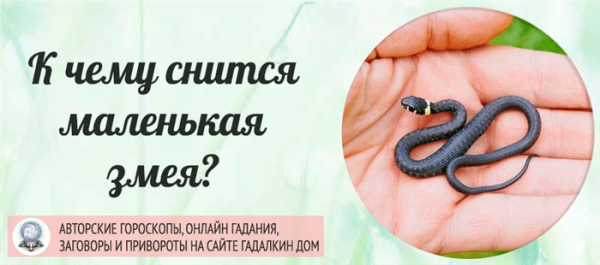 К чему снятся маленькие змеи
