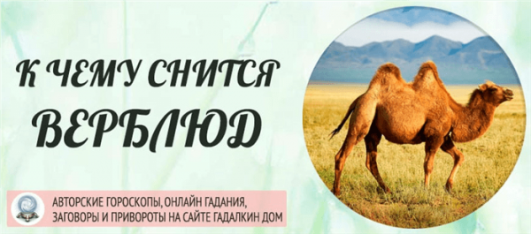 К чему снятся верблюды